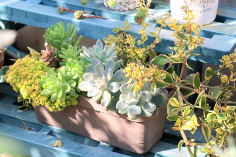 20221028寄せ植え