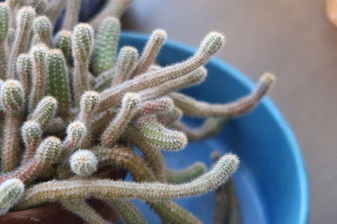 栄養不良