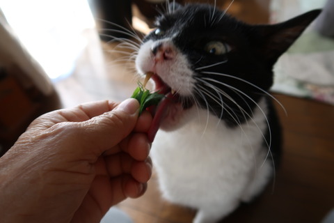 そら草食べる