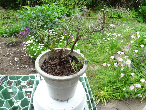 5月13日植え替え済み