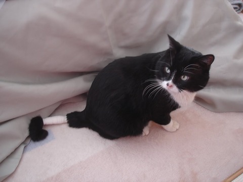 20120108尻尾の怪我