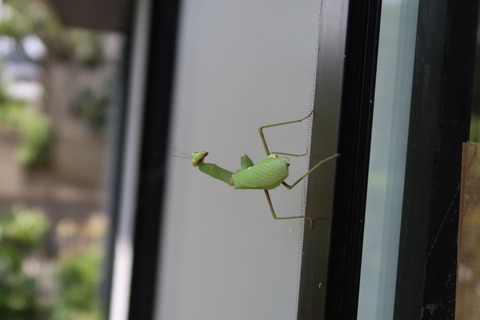 カマキリ後ろ姿