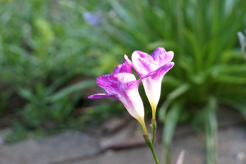 ウイルス病にかかった花