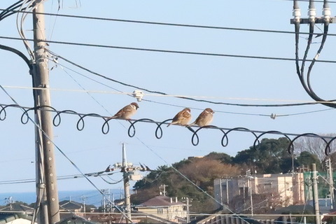 スズメ1