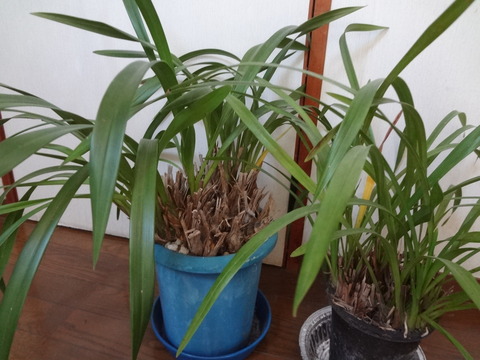 20170505シンビジウム植え替え前