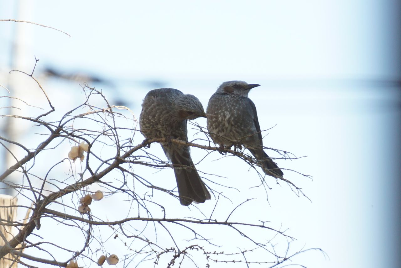 鵯 ヒヨドリ 庭に来る野鳥 ピノ子の庭 鵯 ヒヨドリ 庭に来る野鳥 ピノ子の庭