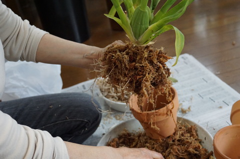 20170421植えつけ2