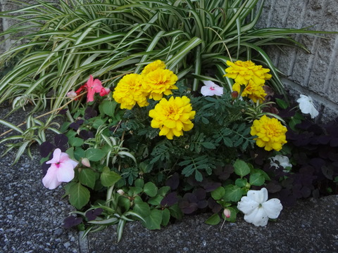 20141116花壇