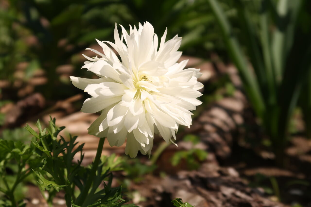 ピノ子日記 庭の花の写真集 バラ アネモネ ポピーなど ピノ子の庭