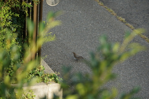 地面を歩く