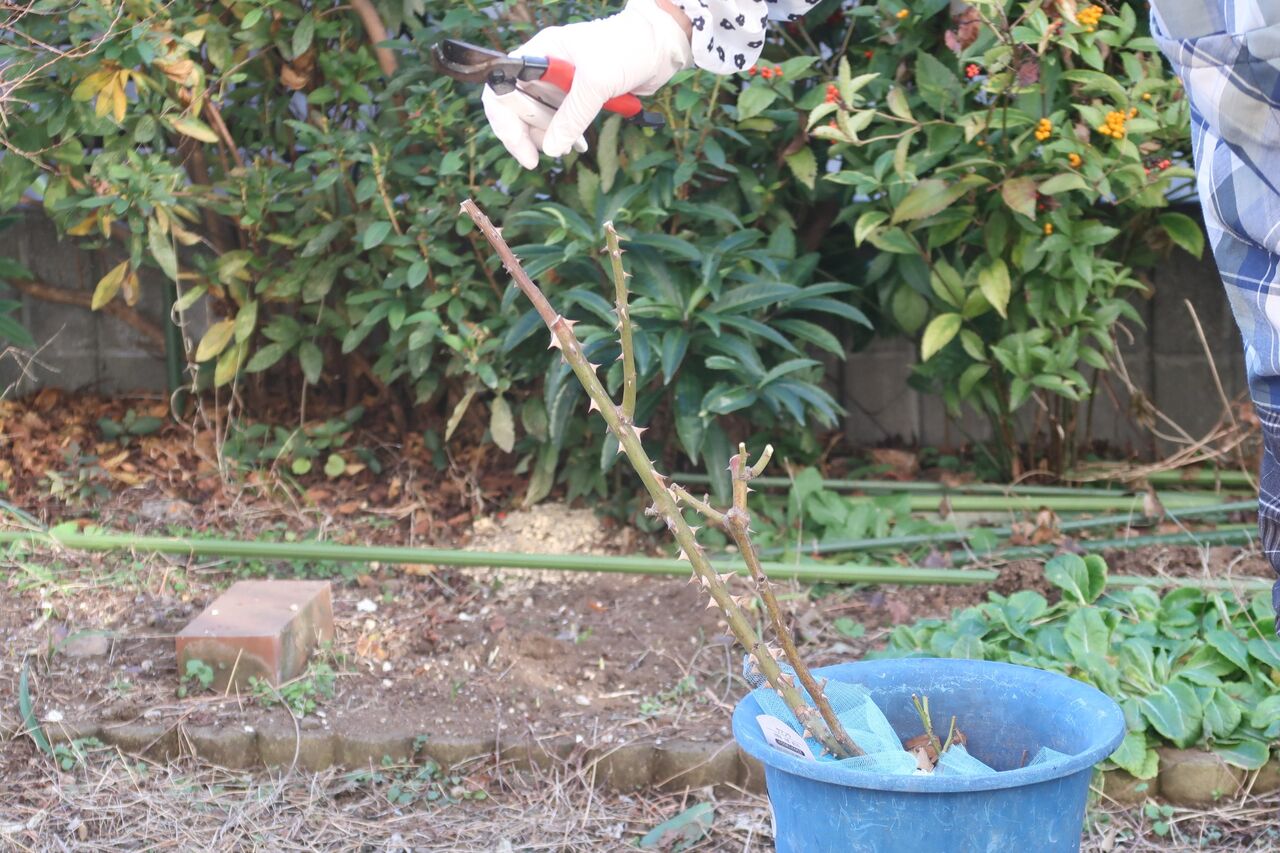 バラ サマンサ の植え替えと冬剪定枝で挿木と挿し木苗の鉢上げ ピノ子の庭