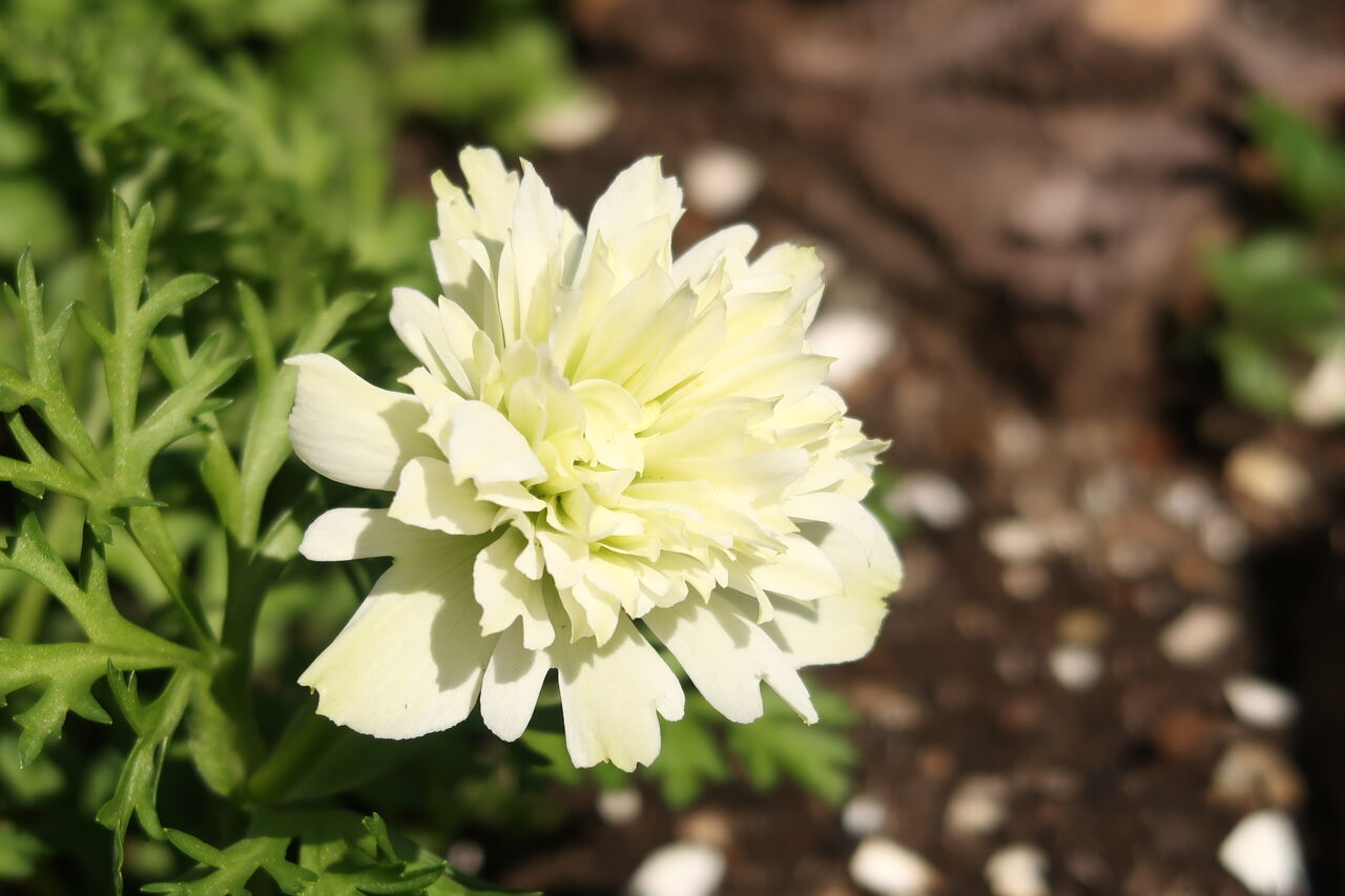 ピノ子日記 息子たちの腕力頼みで太い木を切る アネモネの花咲きました ピノ子の庭