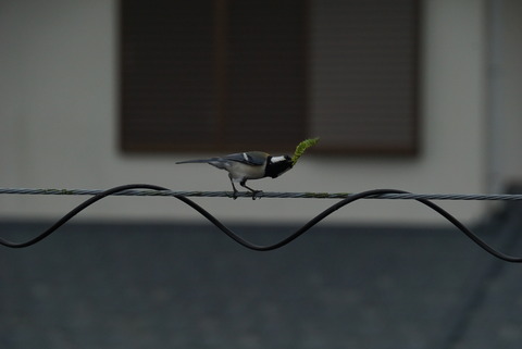 虫を捕る2016
