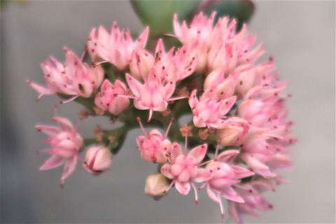 ミセバヤの花