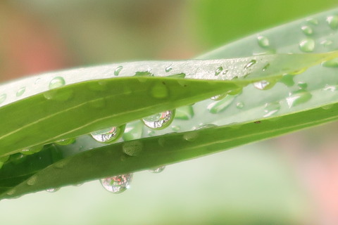 ユリの葉の水滴