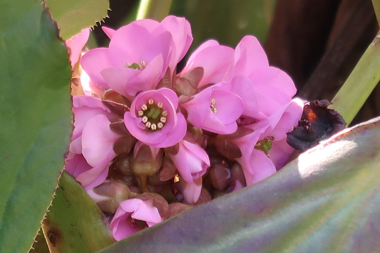 暖かい3月の庭を散策 沈丁花の甘い香り バラの新芽 虫の活動など ピノ子の庭