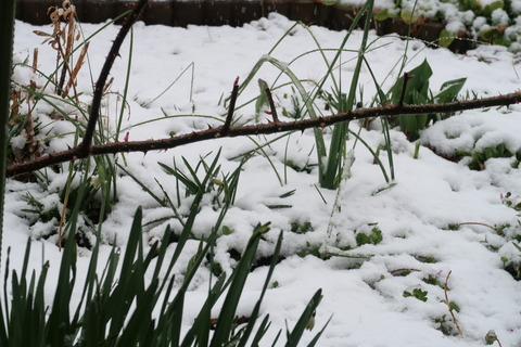 時期外れの雪