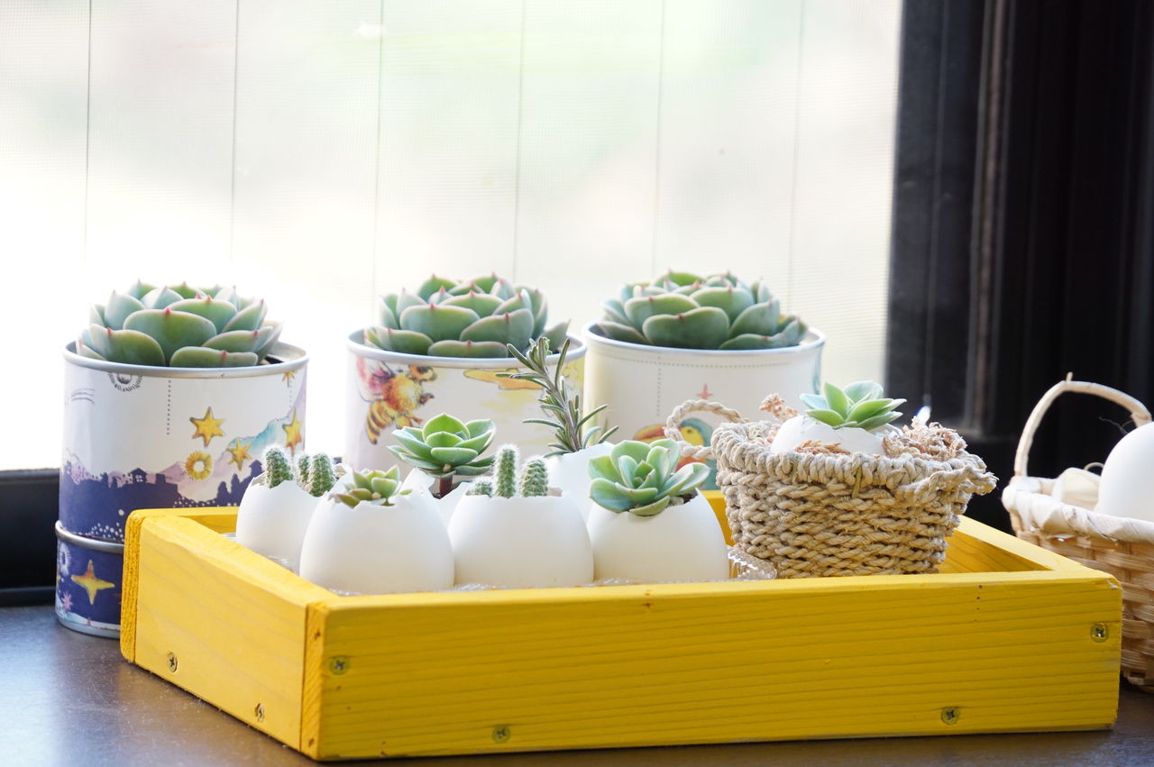端材で作るサボテン用木工トレイ ギャザリングでみせる多肉植物 ピノ子の庭 端材で作るサボテン用木工トレイ ギャザリングでみせる多肉植物 ピノ子の庭