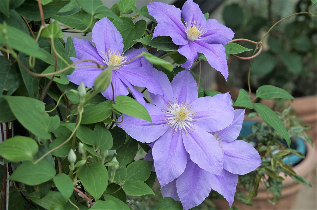 我が家のクレマチス七変化 ピノ子の庭