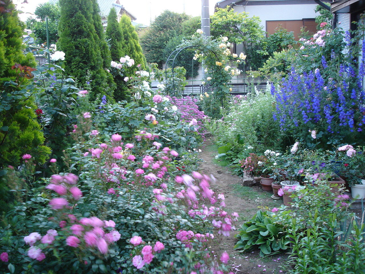 私がおすすめする狭い庭でも扱いやすく丈夫な宿根草 庭植え編 ピノ子の庭