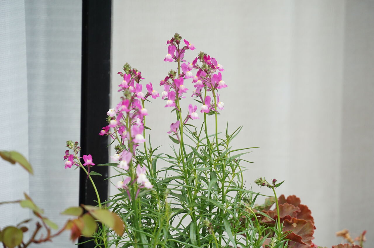 かれんで華奢だけどこぼれ種で毎年咲く丈夫なリナリア 姫キンギョソウ の育て方 ピノ子の庭 かれんで華奢だけどこぼれ種で毎年咲く丈夫なリナリア 姫キンギョソウ の育て方 ピノ子の庭