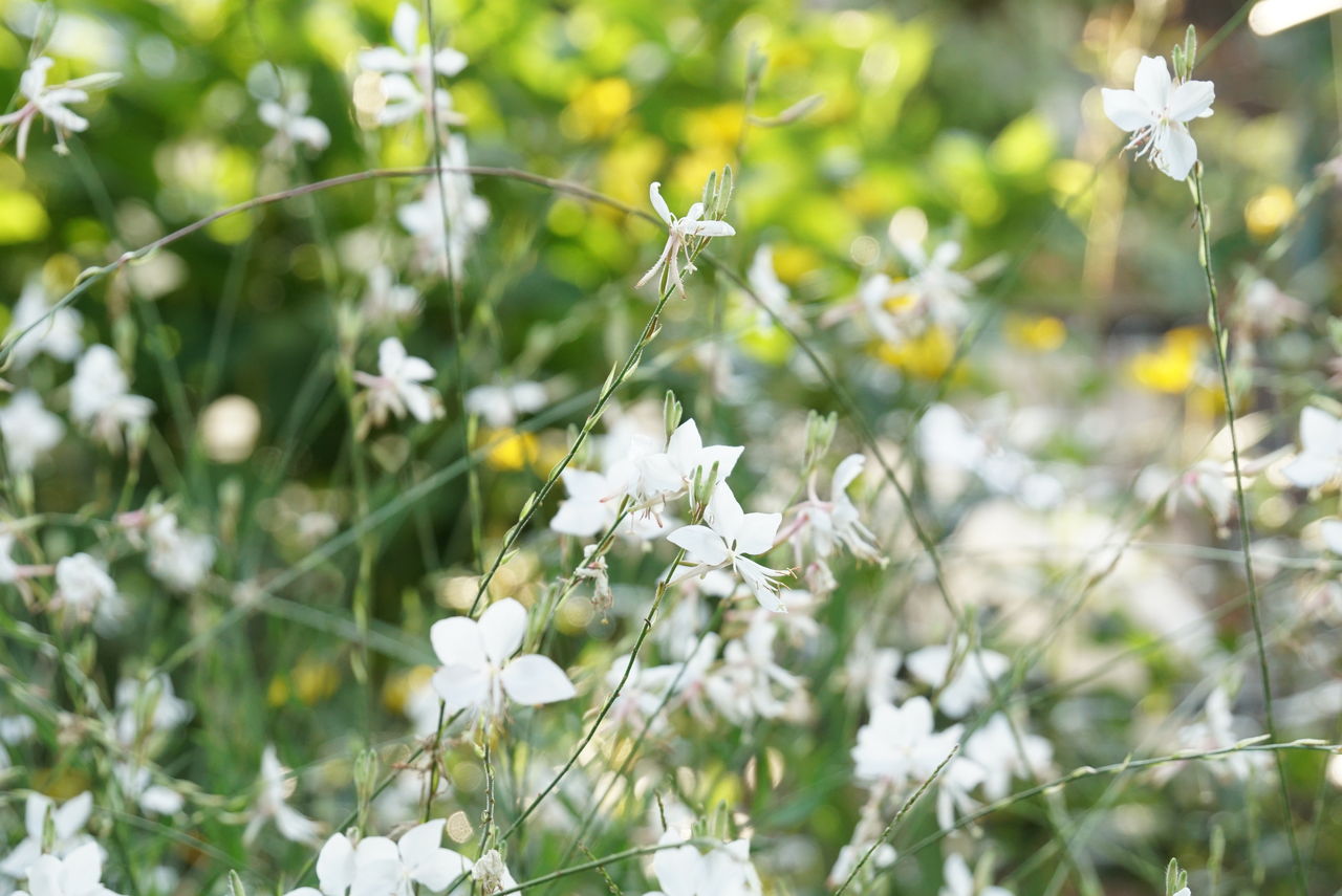 丈夫で花期の長いガウラ 白蝶草 を植える ピノ子の庭