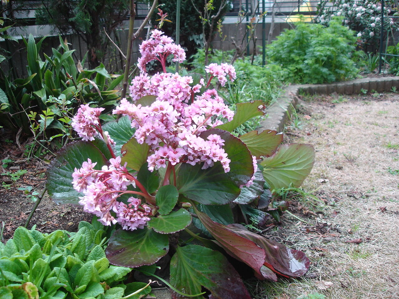 私がおすすめする狭い庭でも扱いやすく丈夫な宿根草 庭植え編 ピノ子の庭