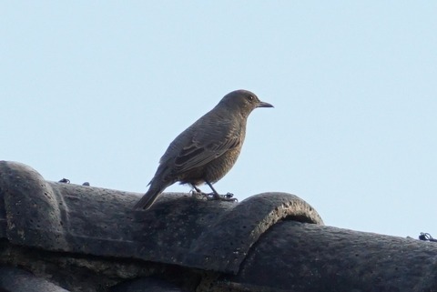 20160830磯鵯若鳥