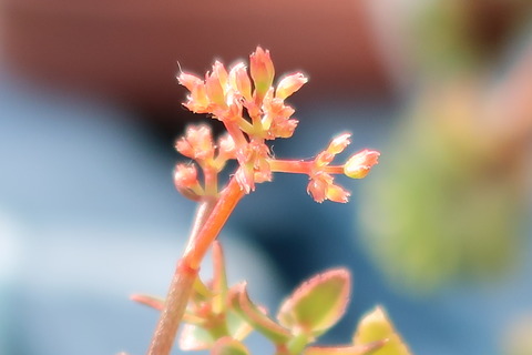 20221028花芽?