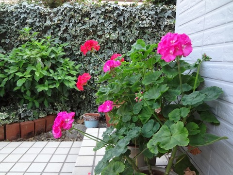 ゼラニウム赤と濃いピンク