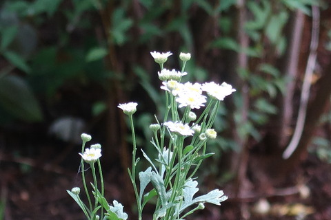 小菊