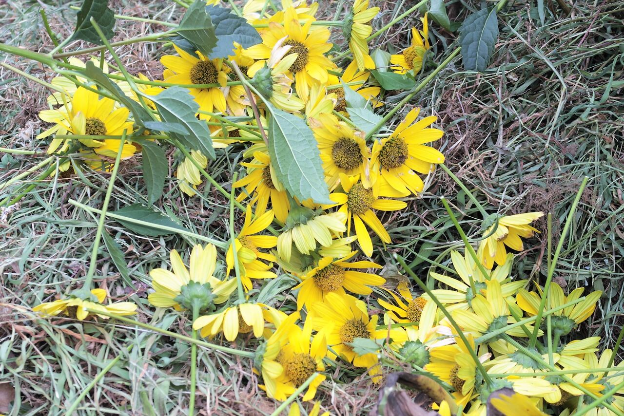 8月の庭暑さに負けない姫向日葵 高砂百合 鹿子百合 白蝶草 ピノ子の庭