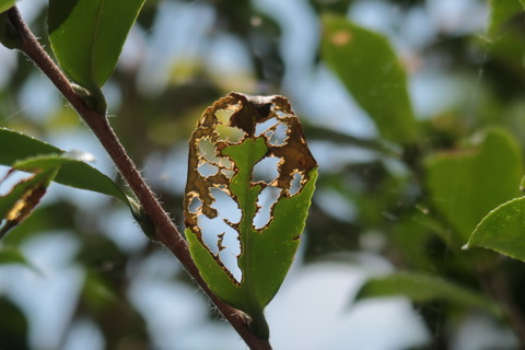 20220810山茶花の葉