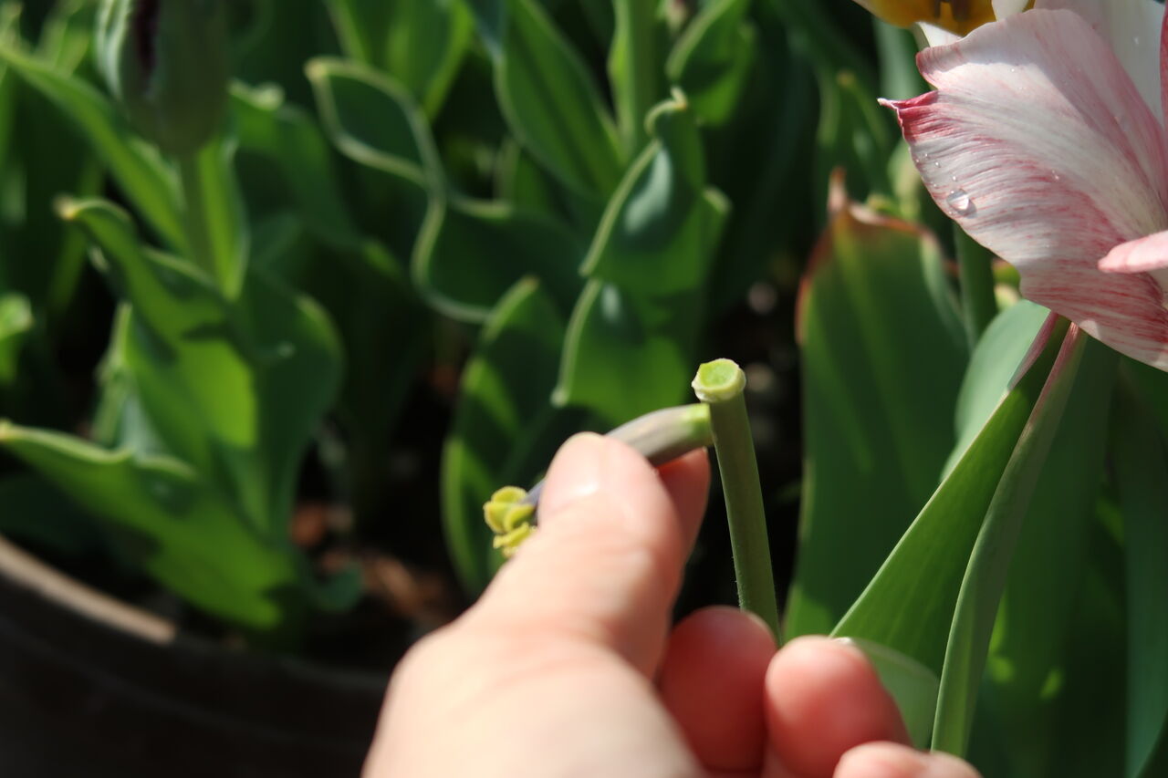 4月の庭は花いっぱい チューリップ水不足の結末 ピノ子の庭