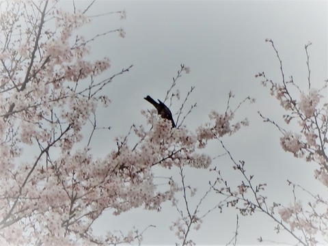 20160409桜の蜜を吸う鵯