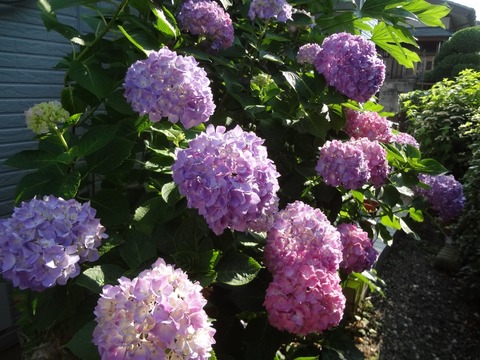 160618紫陽花