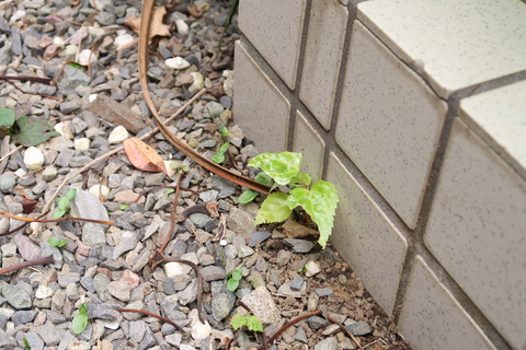 2020531ヤツデ芽が出た