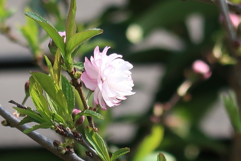 20220410桜