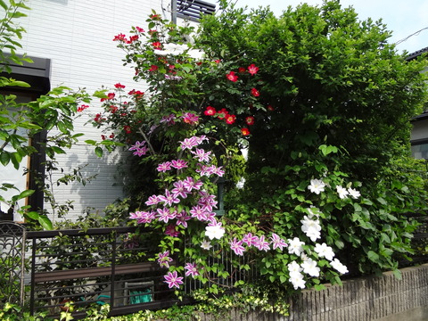 20120521カクテルとクレマチス