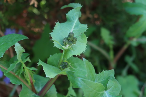 ノゲシの花の付き方