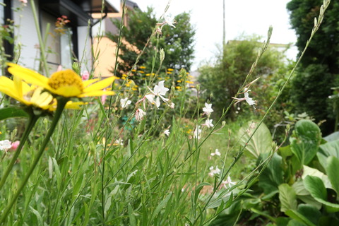 ガウラの花