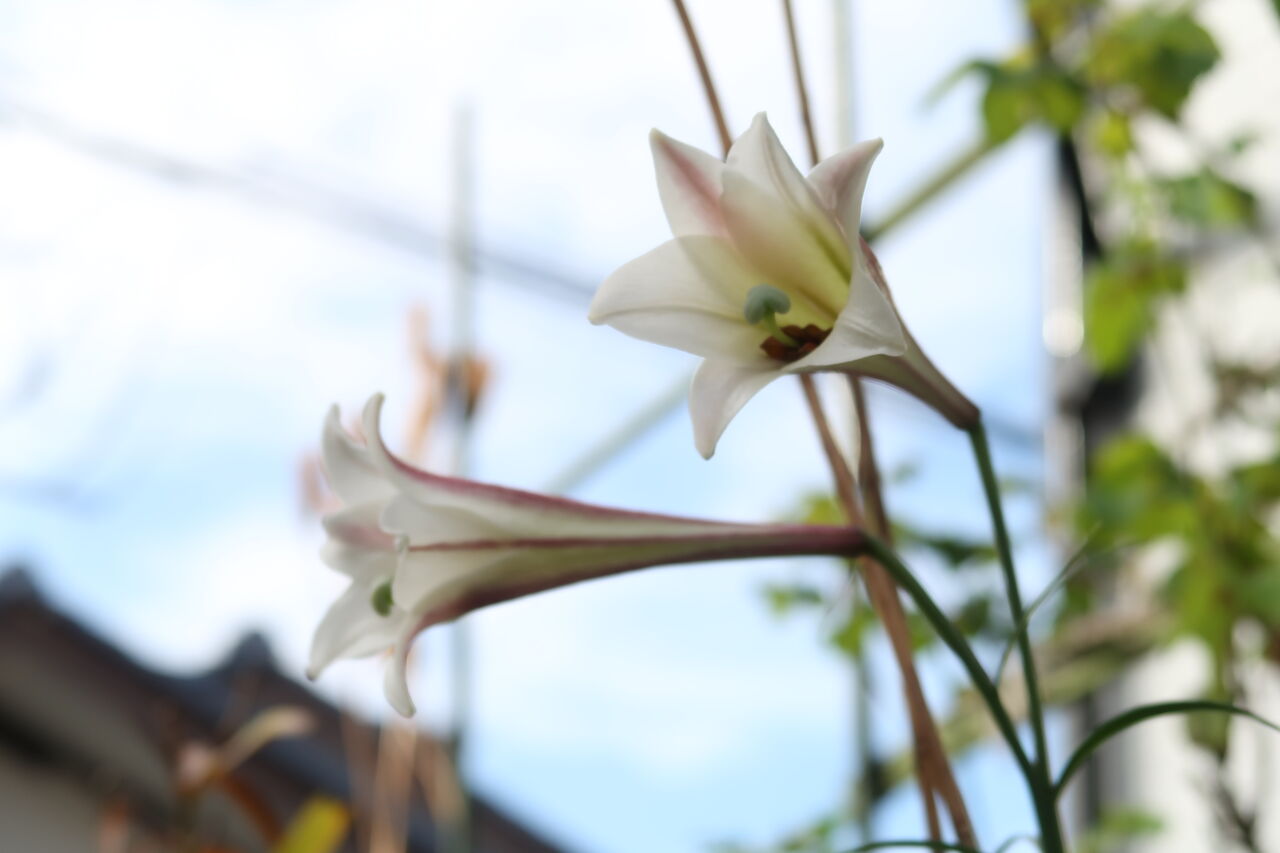 冬に咲くユリとバラの花 ピノ子の庭 冬に咲くユリとバラの花 ピノ子の庭