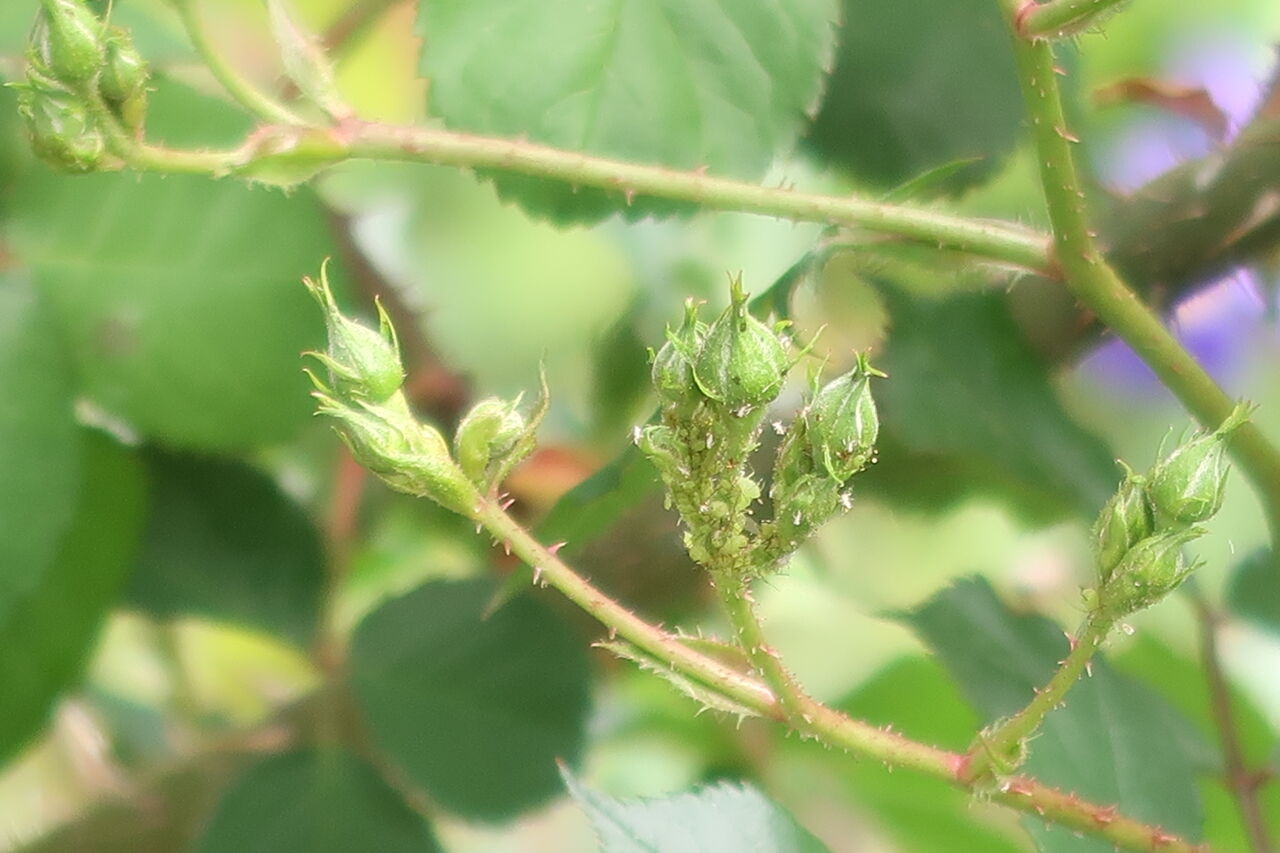 5月の庭仕事 アブラムシ クビナガハムシ バラゾウムシなどの害虫対策 ピノ子の庭