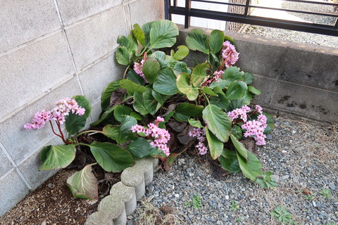 植えて数年経った株