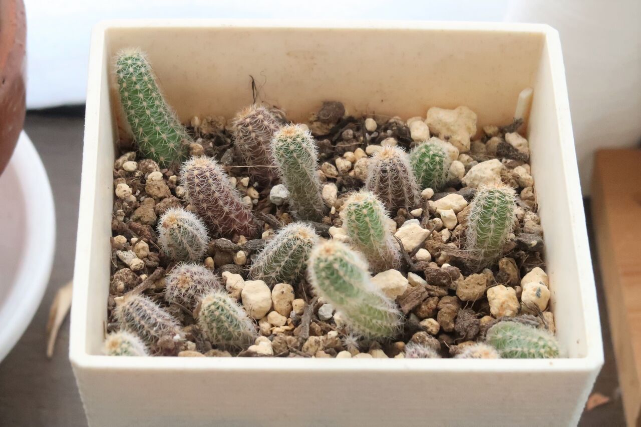オレンジ色の花が可愛い場所いらずのヒモサボテン 白檀 ビャクダン の育て方増やし方 ピノ子の庭