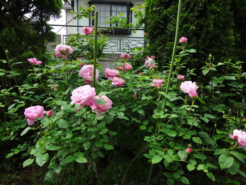DSC00690