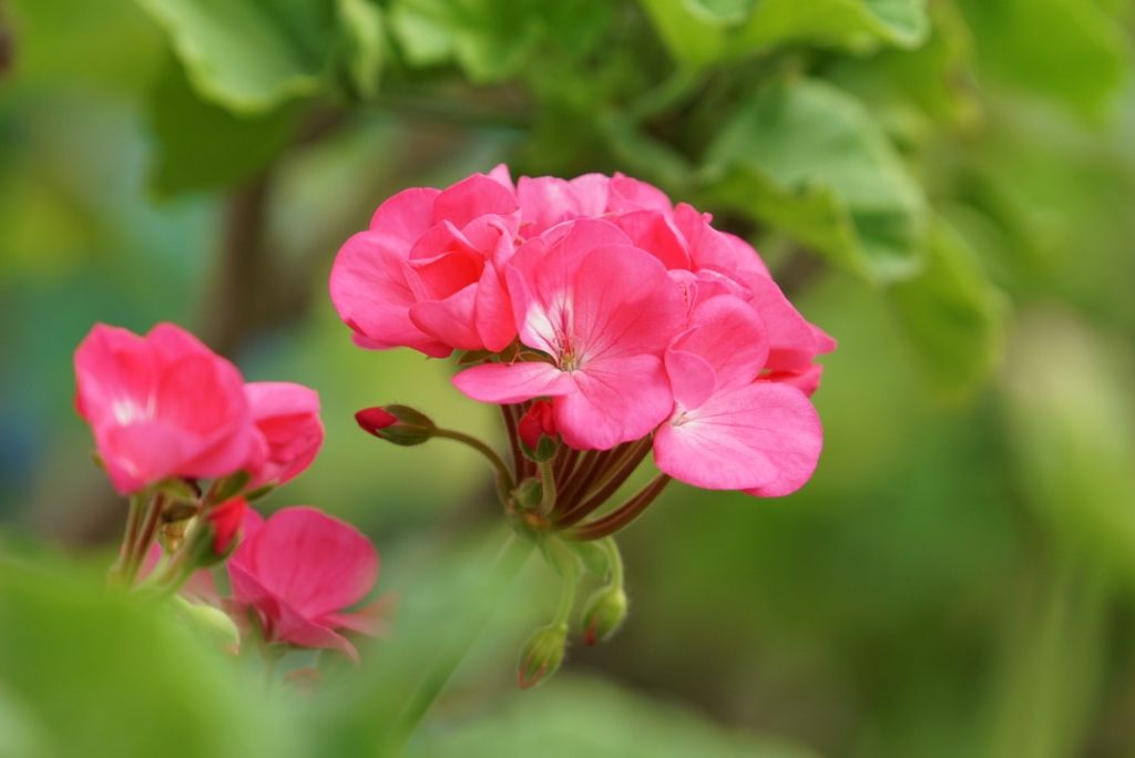 ゼラニウム年間の手入れと大きな花を咲かせるためのコツ ピノ子の庭 ゼラニウム年間の手入れと大きな花を咲かせるためのコツ ピノ子の庭