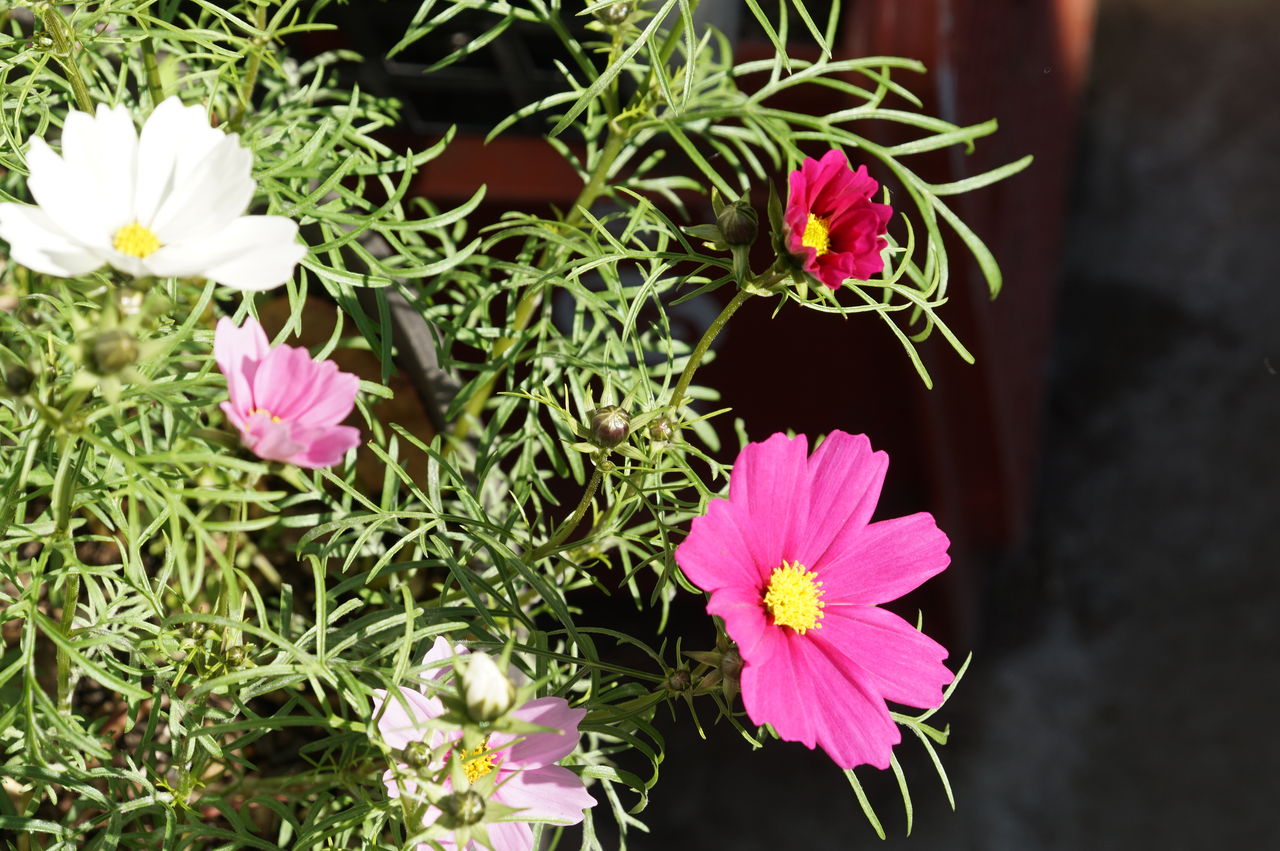 コスモスの花が咲きました 9月19日の続編 ピノ子の庭