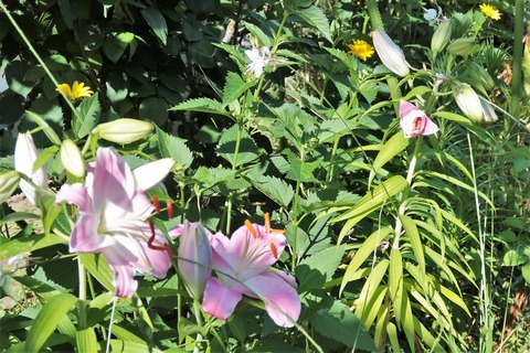 20220708開花