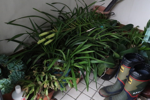 植物の避難